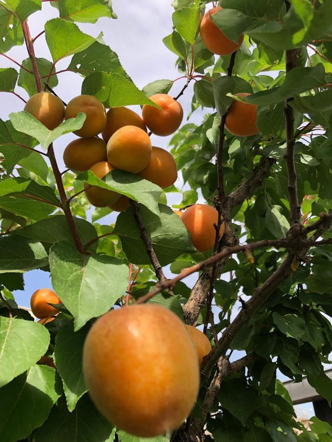 Il Giardino Di Nonno Agostino Bed & Breakfast Castellammare di Stabia Exterior foto