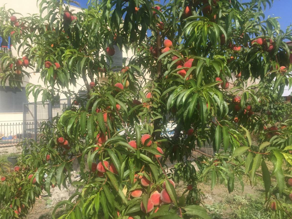 Il Giardino Di Nonno Agostino Bed & Breakfast Castellammare di Stabia Exterior foto