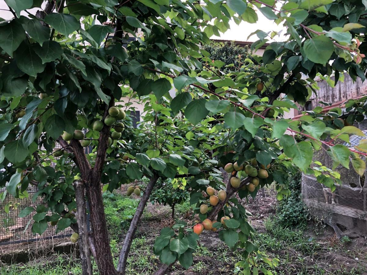 Il Giardino Di Nonno Agostino Bed & Breakfast Castellammare di Stabia Exterior foto